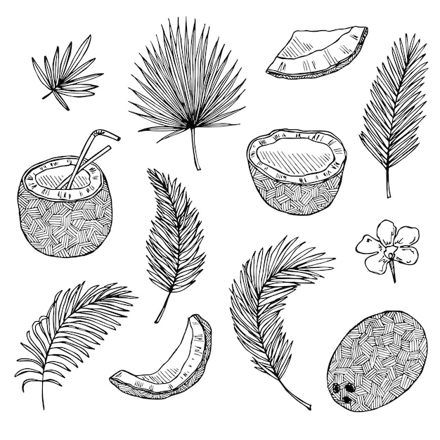 Conjunto de imágenes prediseñadas de coco Icono de nuez dibujado a mano Ilustración tropical Para decoración de diseño web impreso