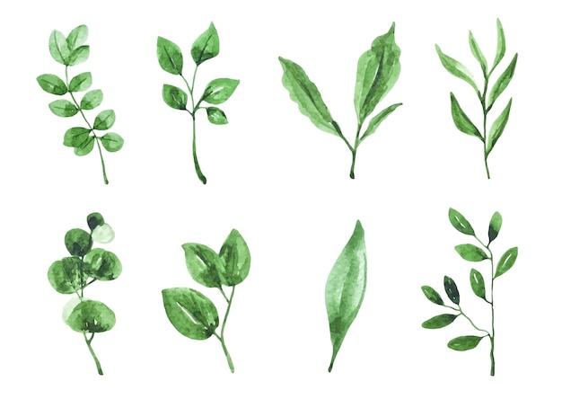 Conjunto de imágenes prediseñadas de colección de botánica de acuarela de hojas verdes aisladas para decoración, pegatinas