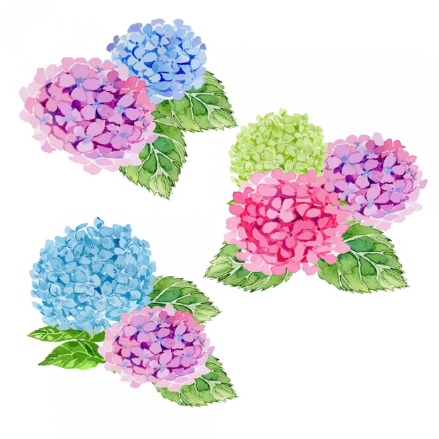 Conjunto de imágenes prediseñadas de ilustración de arreglos florales de hortensias acuarela