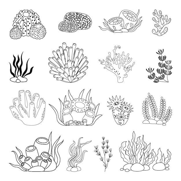 Vector conjunto de imágenes de varias algas y corales en estilo lineal simple en blanco y negro