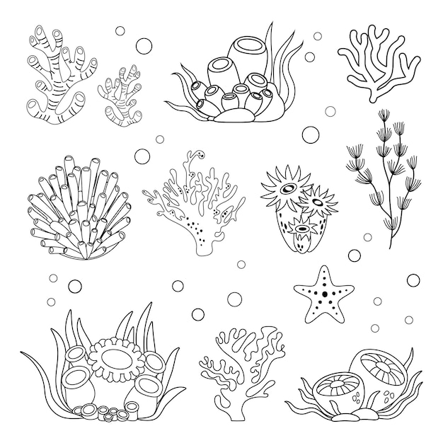 Conjunto de imágenes de varias algas en estilo lineal simple en blanco y negro