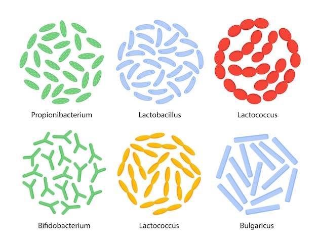 Conjunto de infografías y materiales educativos de biología y anatomía del concepto de bacterias probióticas