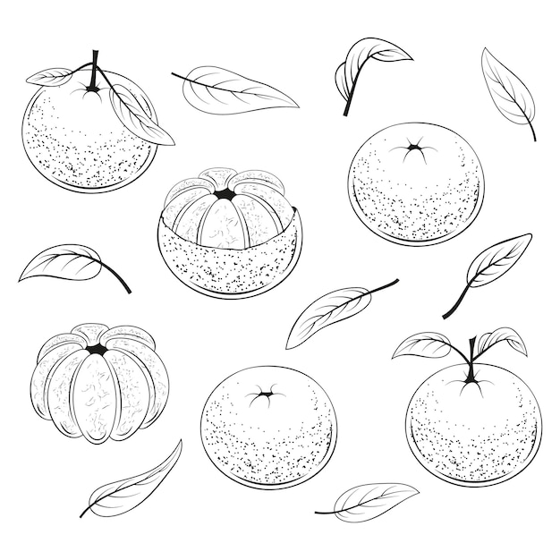 Conjunto de jugosas mandarinas monocromo. Fruta en blanco y negro.