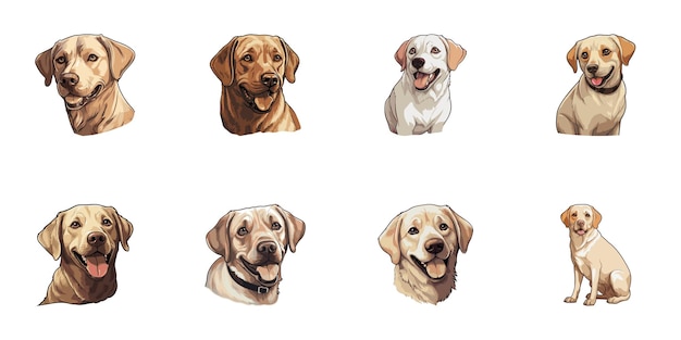 Conjunto de Labrador Retriever sobre fondo blanco Ilustración vectorial