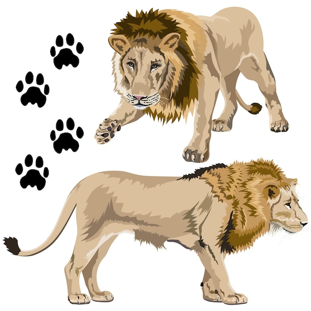 Vector conjunto de leones