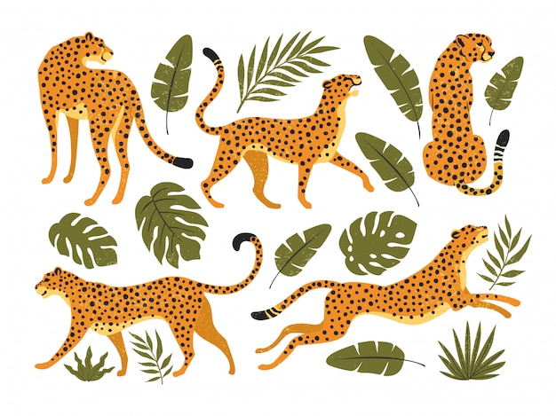 Conjunto de leopardos o guepardos y hojas tropicales. Ilustración de moda