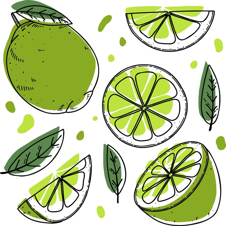 Vector conjunto de limón vectorial rebanada de lima medio entera y hojas colección de cítricos dibujada a mano abstracta verde