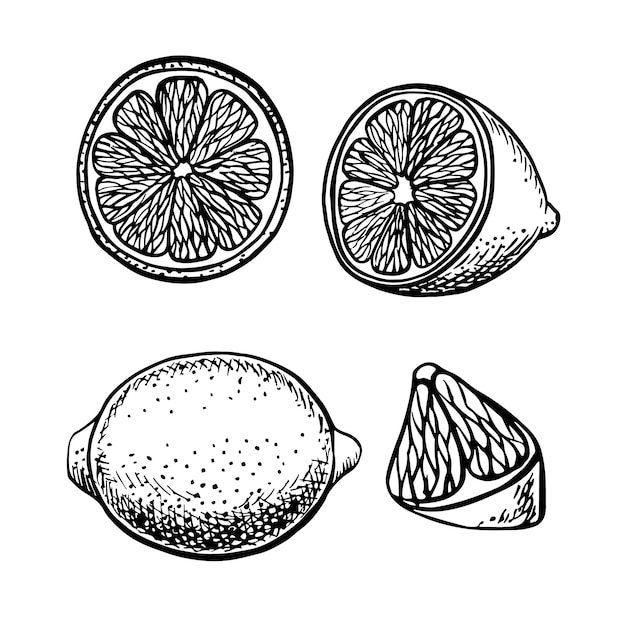 Conjunto con limones cortados enteros por la mitad y en pedazos Ilustración gráfica vectorial Un dibujo a mano en blanco y negro