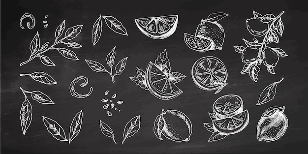Conjunto de limones vectoriales dibujados a mano: trozos cortados de limón entero, mitad de hoja y boceto de rama