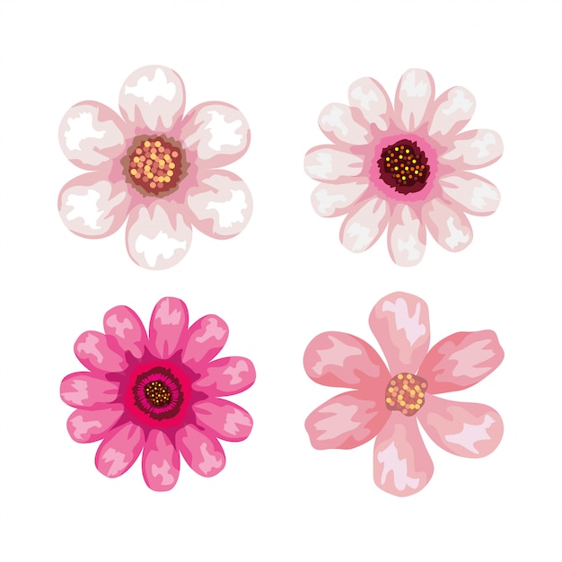 Vector conjunto de lindas flores de color rosa