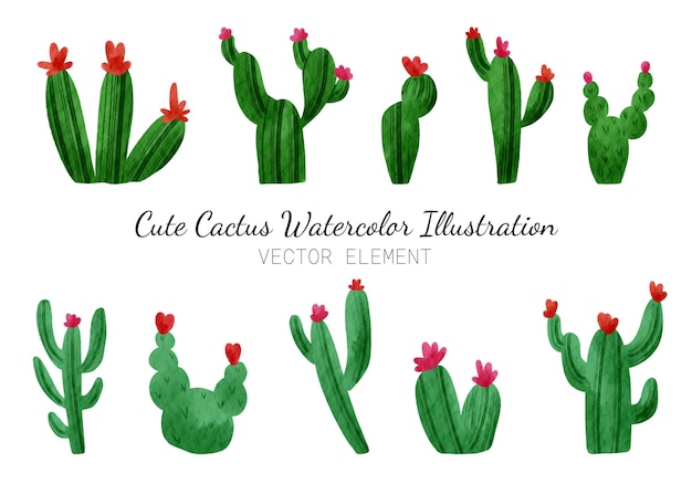 Conjunto de lindos cactus y ilustraciones en acuarela de flores