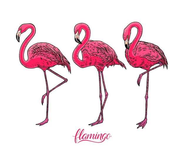 Conjunto de lindos flamencos. ilustración dibujada a mano