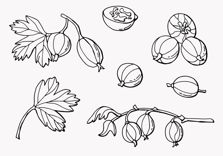 Vector conjunto lineal de bayas de grosella espinosa línea arte fondo blanco aislar ilustración vectorial