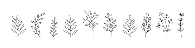 Conjunto de líneas botánicas arte floral hojas plantas ramas Vector ilustración conjunto de ramas