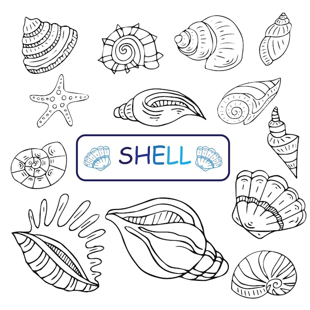 Conjunto de líneas vectoriales de conchas marinas. Ilustraciones de garabatos en blanco y negro.