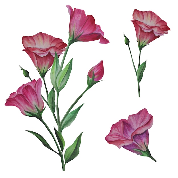 Conjunto, de, lisianthus, flores, eustoma, vector