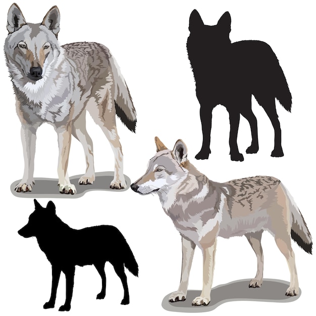 Vector conjunto de lobos
