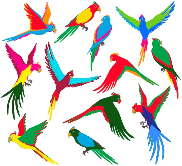 Conjunto de loros de la selva colorido vector