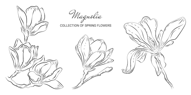 Conjunto de lujosas flores de magnolia en estilo doodle