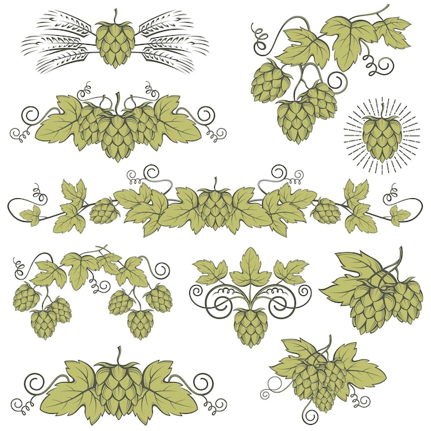 conjunto de lúpulo