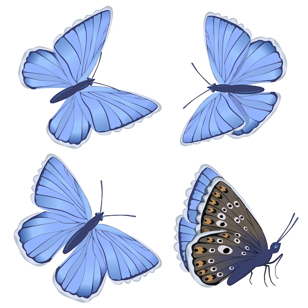 Vector conjunto de lycaenidae mariposas azules aisladas sobre fondo blanco.