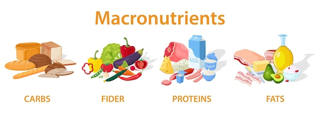 Vector un conjunto de macronutrientes útiles fibra proteínas grasas y carbohidratos un conjunto de productos útiles