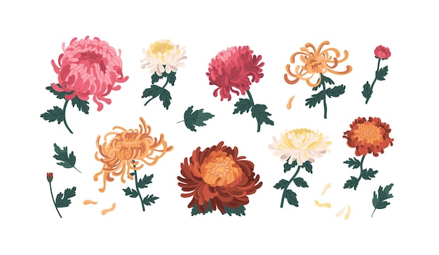Conjunto de magníficas peonías coloridas y crisantemos ilustración vectorial. Colección de hermosas flores con capullos, tallos y hojas aisladas en blanco. Elegantes plantas de flores con elementos de diseño.