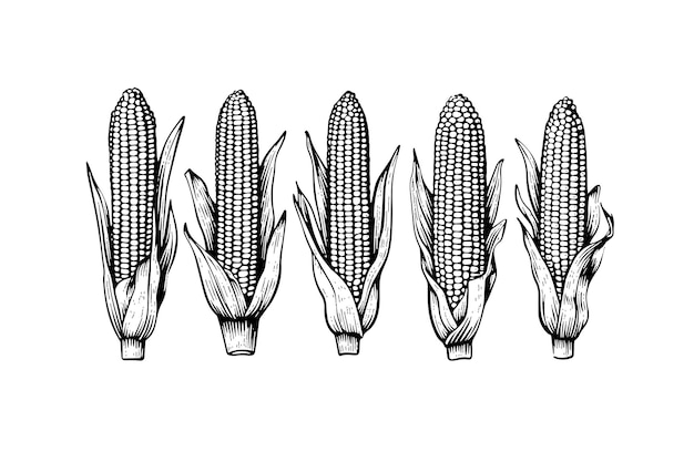 Conjunto de maíz dibujo a mano dibujo vintage grabado vector ilustración
