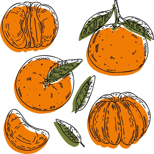 Conjunto de mandarina vectorial rebanada de fruta medio entera y hojas Cítricos dibujados a mano abstractos verdes