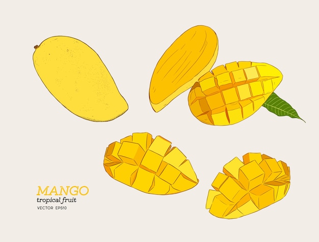 Conjunto de mangos