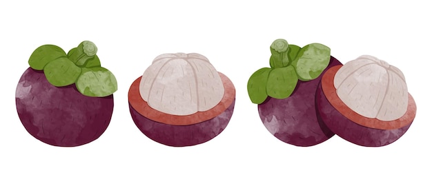 Conjunto de mangostán fruta elementos de diseño estilo acuarela ilustración vectorial