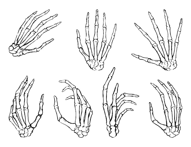 Conjunto de manos de hueso humano en diferentes gestos Colección de vectores dibujados a mano Bocetos anatómicos de contorno negro aislados en blanco Estilo de grabado