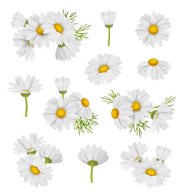 Vector conjunto de manzanilla hermosas colecciones botánicas de flores médicas sanas y hermosas imágenes realistas de vectores decentes