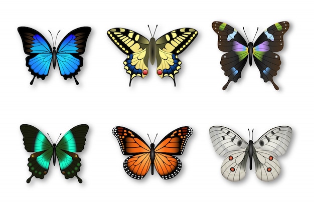 Conjunto de mariposas coloridas