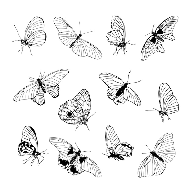 Conjunto de mariposas de contorno negro dibujadas a mano sobre fondo blanco