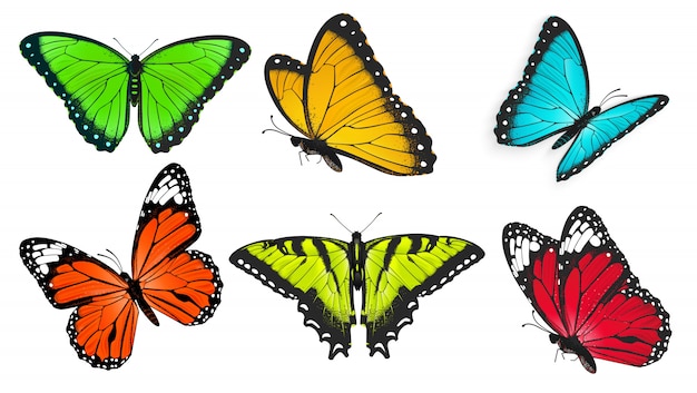 Vector conjunto de mariposas realistas, brillantes y coloridas, ilustración de mariposa