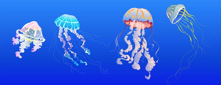 Vector conjunto de medusas. colección de medusas realistas dibujadas a mano para banner, diseño de tarjeta. animales marinos tropicales y exóticos. medusa transparente moderna. elementos aislados