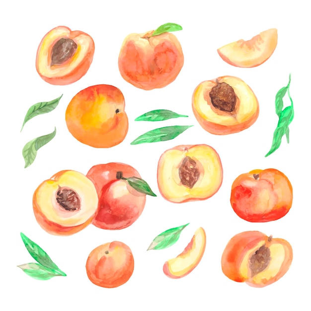 Conjunto de melocotón acuarela Colección de vectores dibujados a mano Dibujo de fruta dulce Ilustración vectorial