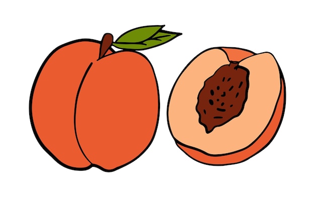 Un conjunto de melocotones, enteros y cortados. Objetos aislados coloreados en un blanco. Vector de dibujos animados, dibujado a mano
