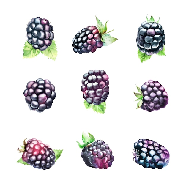 conjunto de moras negras acuarela ilustración dibujada a mano aislada sobre fondo blanco