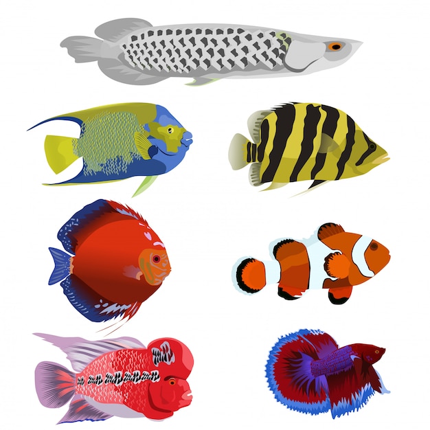 Vector conjunto de muchos peces hermosos en blanco