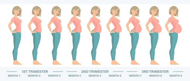 Conjunto de mujer embarazada joven. Crecimiento fetal en diferentes etapas del embarazo, período mensual.