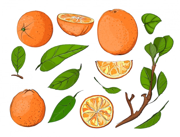 Conjunto de naranjas y hojas frescas, vector dibujado a mano frutas y hojas ilustración.