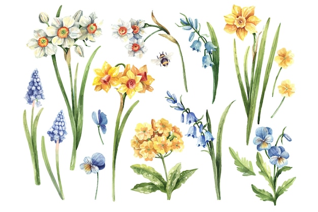 Conjunto de narcisos blancos, narcisos amarillos, muscari azul, campanillas y prímulas. Flores de primavera