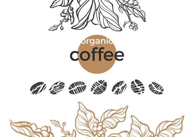 Conjunto de naturaleza vectorial del grano de café
