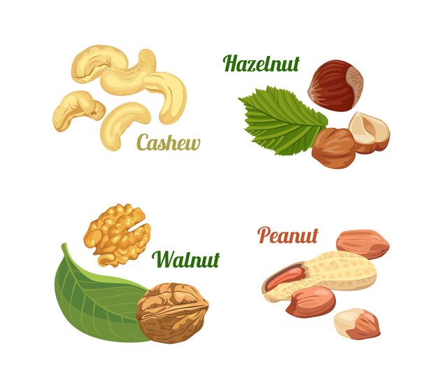 Conjunto de nueces de dibujos animados vectoriales