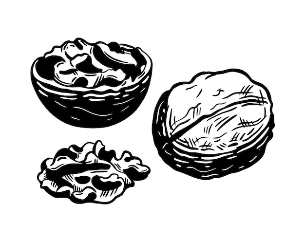 Conjunto de nueces estilo estencil Una mitad entera y semilla de nuez aislada sobre fondo blanco