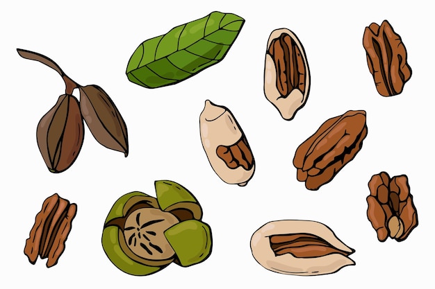 Conjunto de nueces de pacana Estilo de dibujos animados Ilustración de vector de aislamiento de fondo blanco