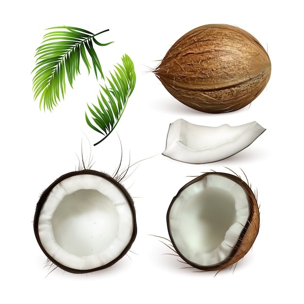 Vector conjunto de nueces y ramas de árbol tropical de coco