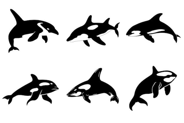 Vector conjunto de orcas colección de orcas estilizadas ilustración vectorial en blanco y negro